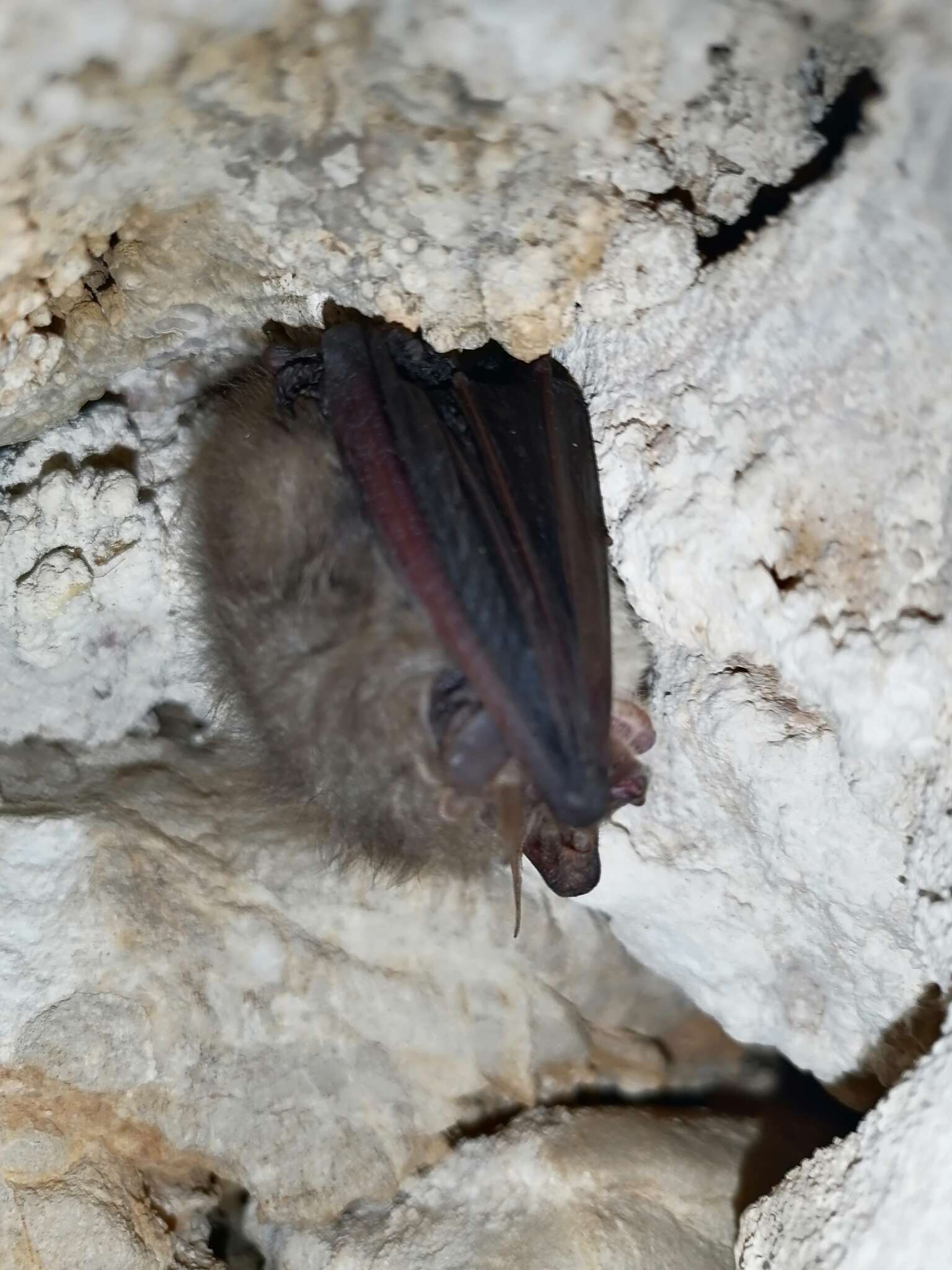 Image of Ognev’s Long-eared Bat