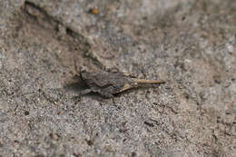 Image of Obscure Pygmy Grasshopper