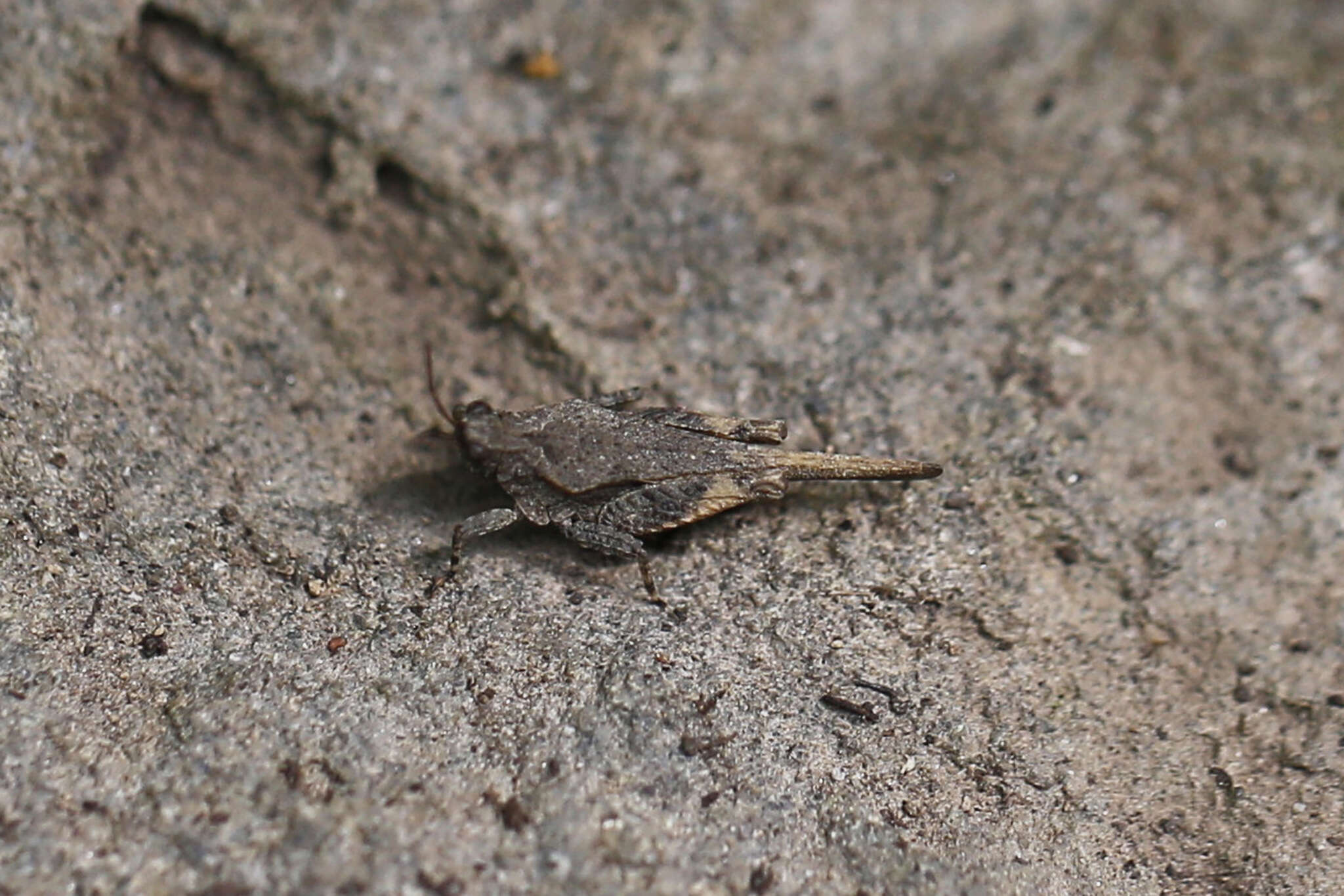 Image of Obscure Pygmy Grasshopper