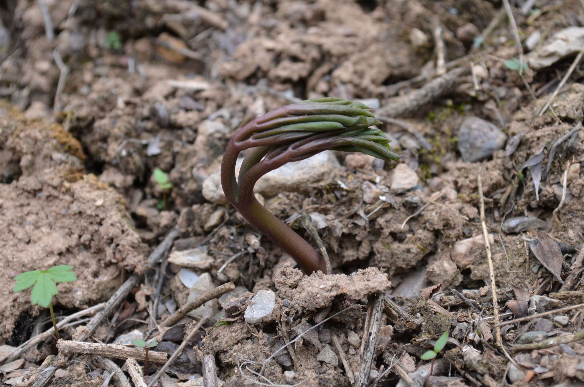 Leontice leontopetalum subsp. ewersmannii (Bunge) Coode的圖片