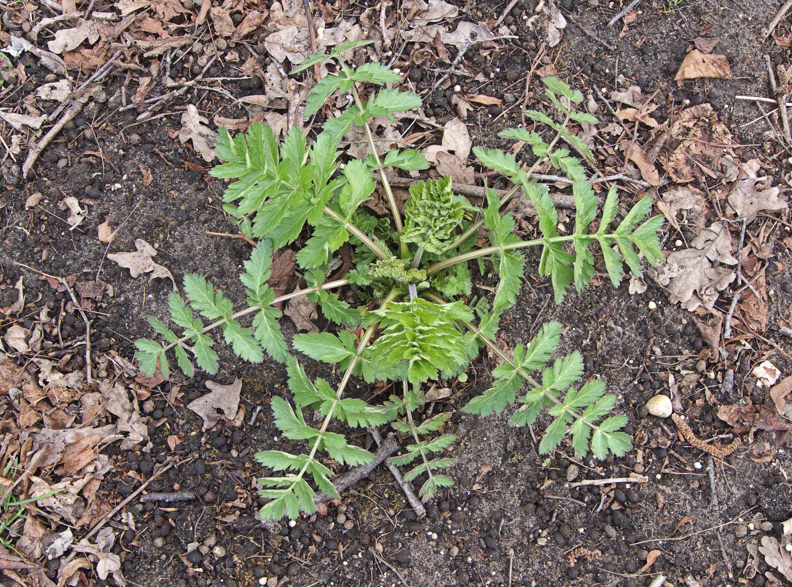 Image of wild parsnip