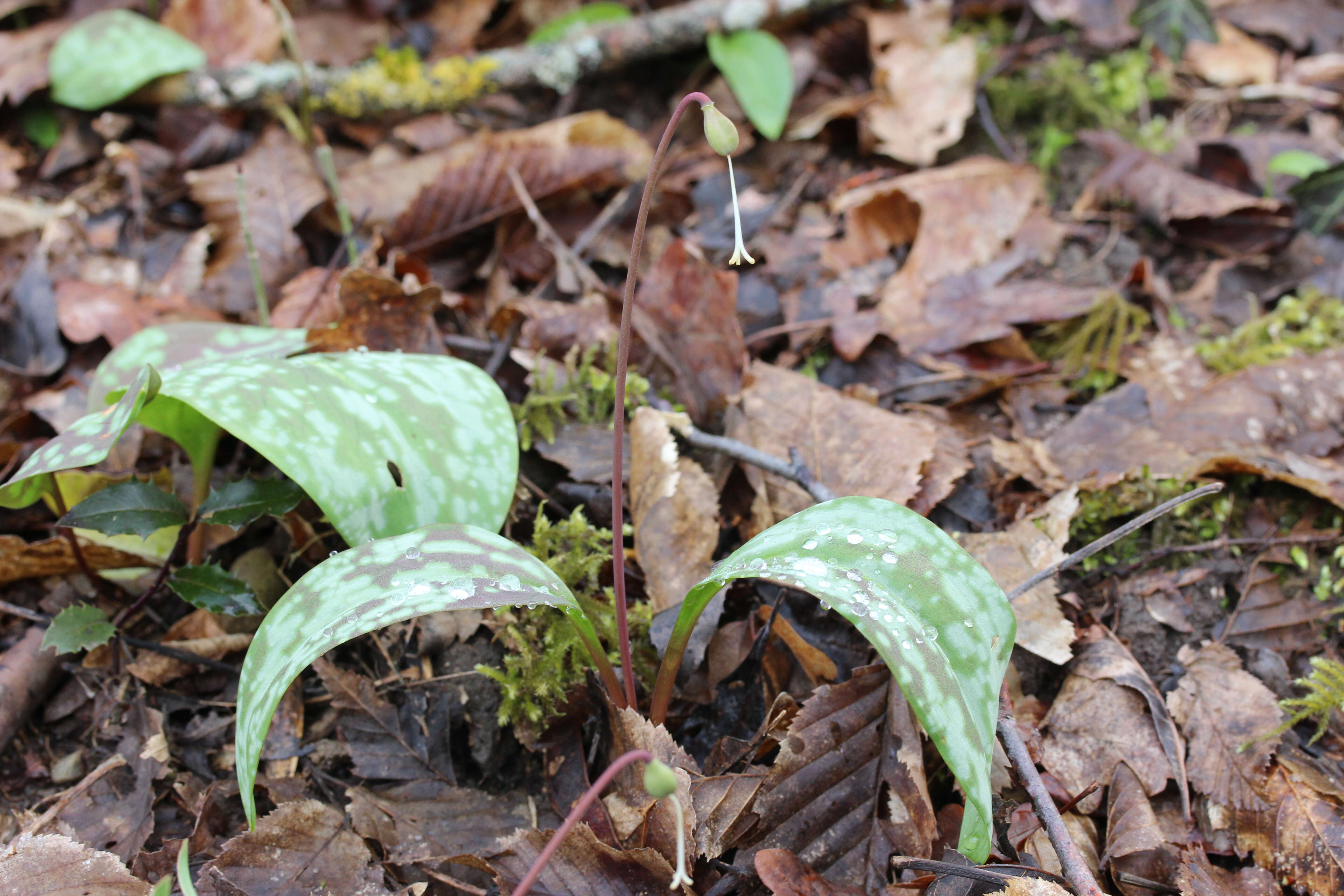 Image of Dog tooth lily