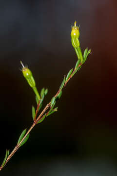 Слика од Homoranthus floydii L. A. Craven & S. R. Jones