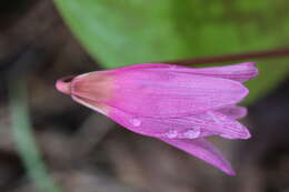 Image of Dog tooth lily