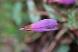 Image of Dog tooth lily