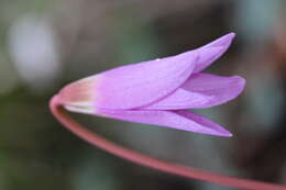 Image of Dog tooth lily