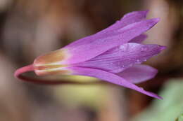 Image of Dog tooth lily