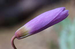 Image of Dog tooth lily