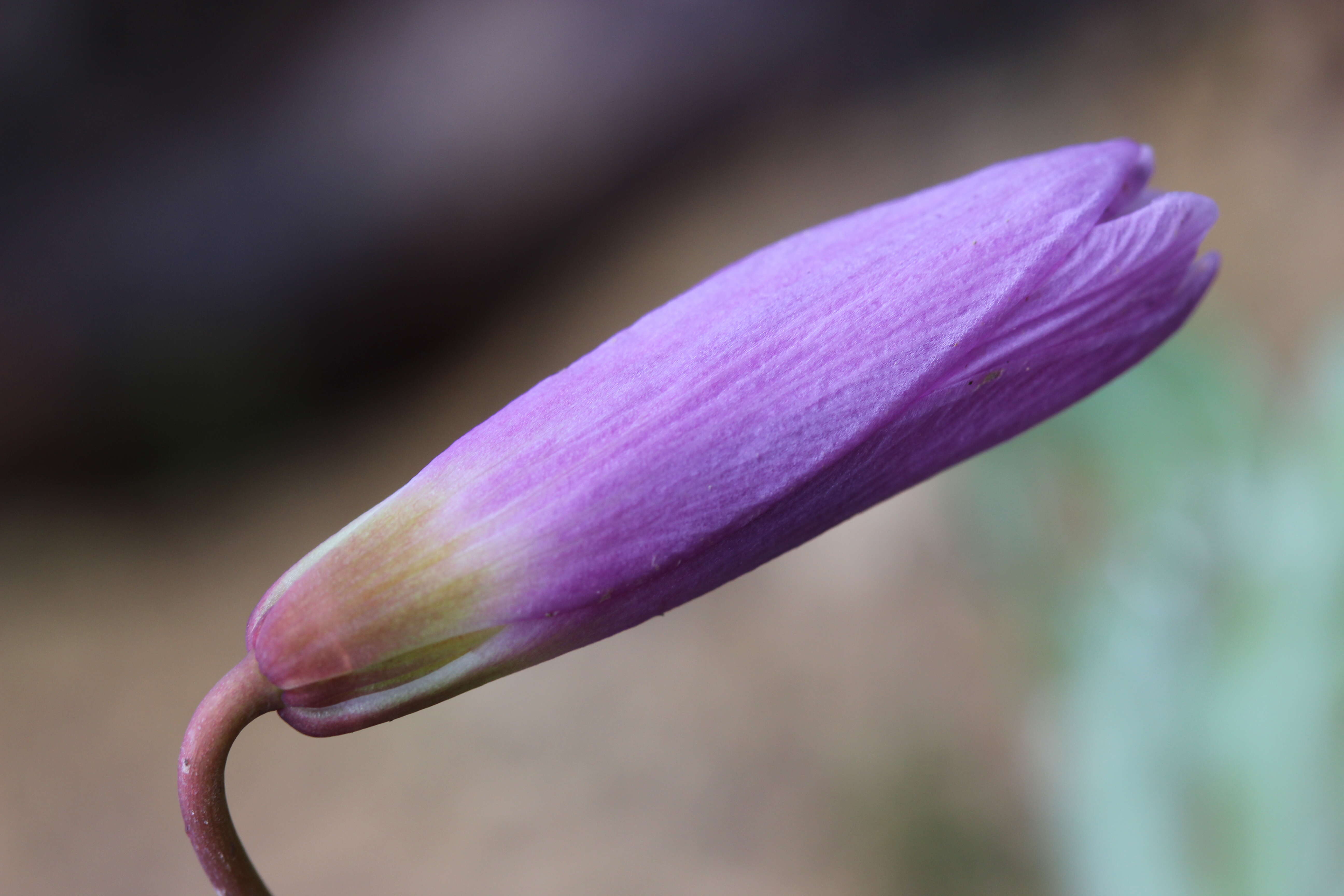 Image of Dog tooth lily