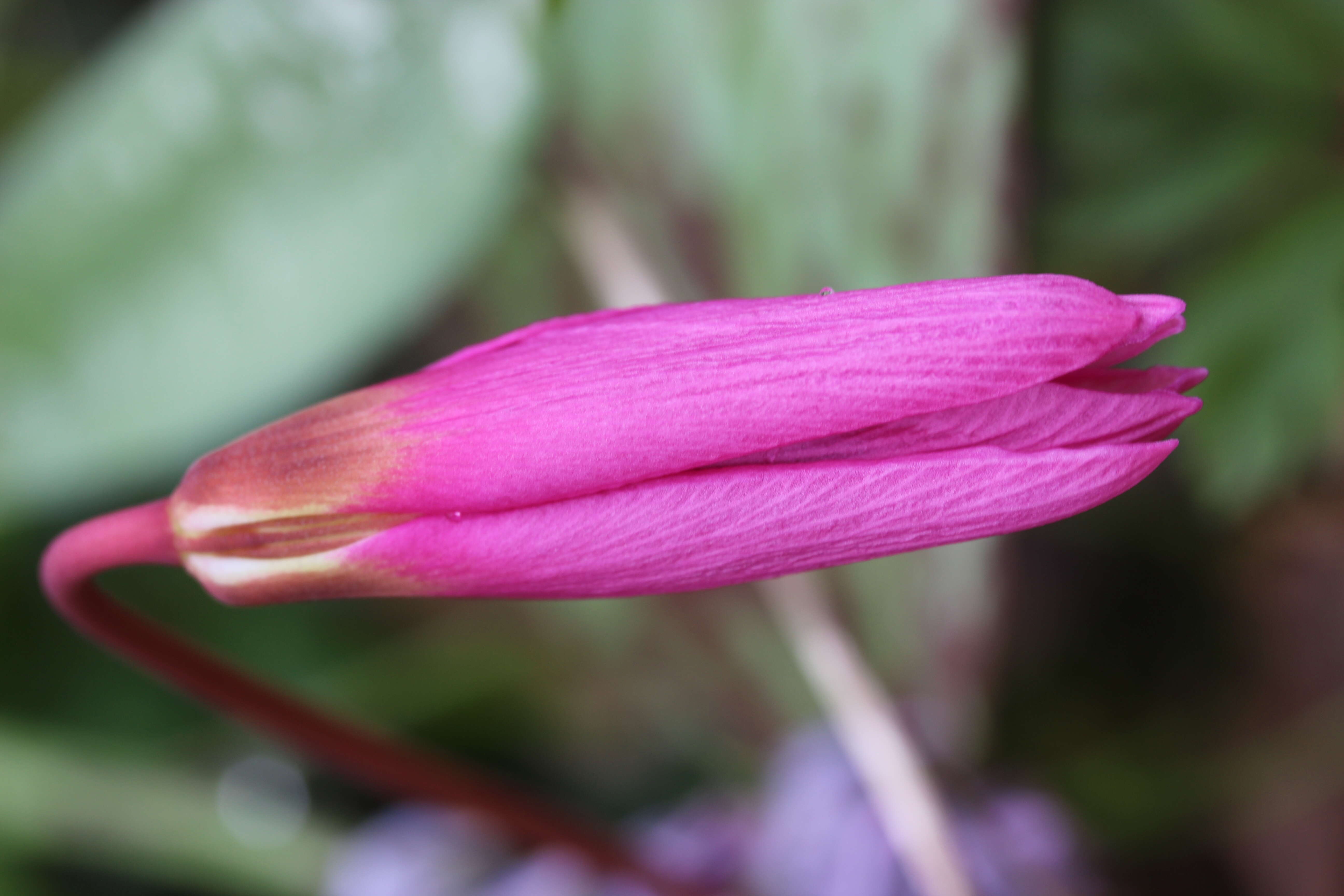 Image of Dog tooth lily