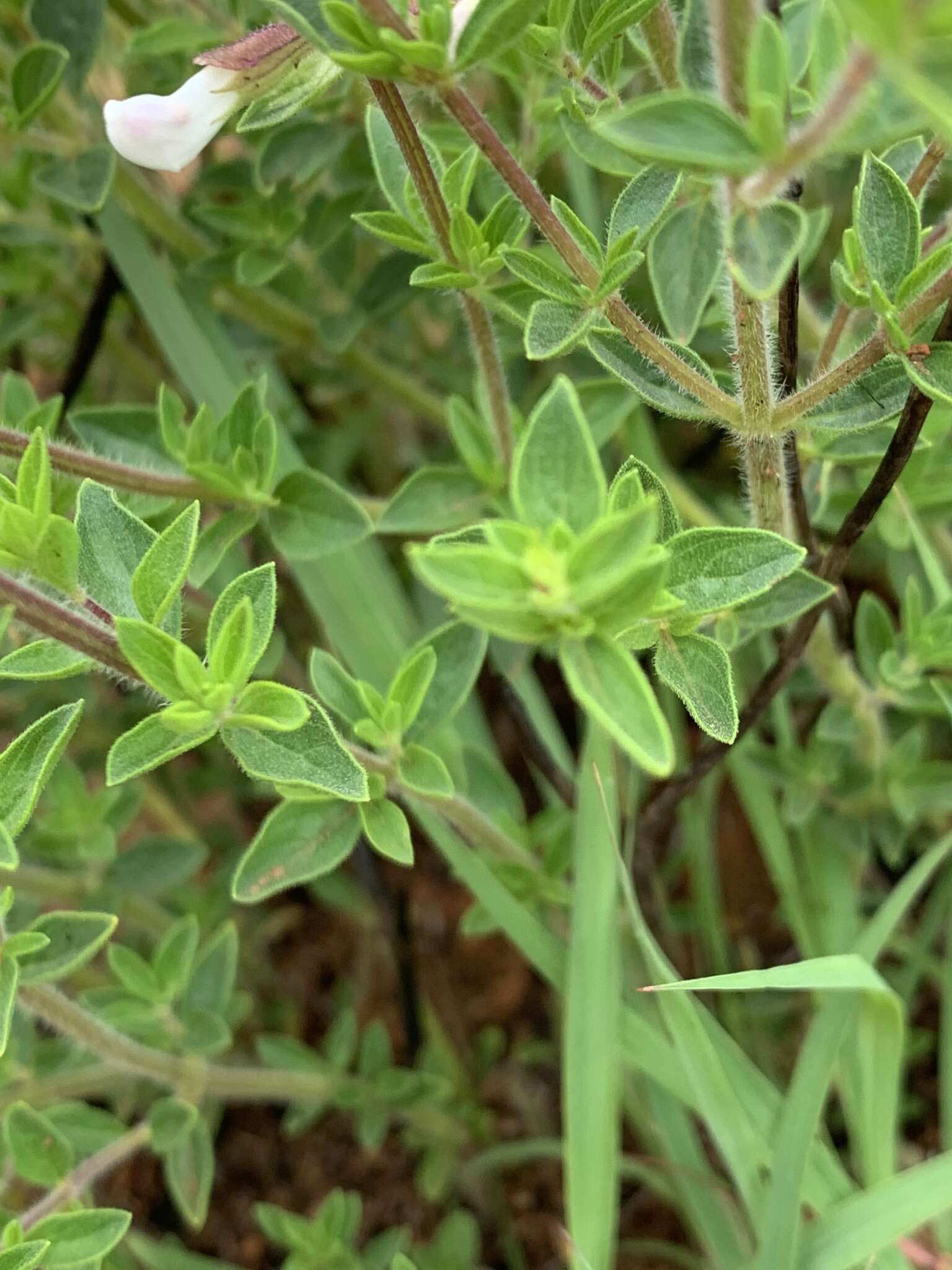 Image of Syncolostemon transvaalensis (Schltr.) D. F. Otieno