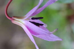 Image of Dog tooth lily