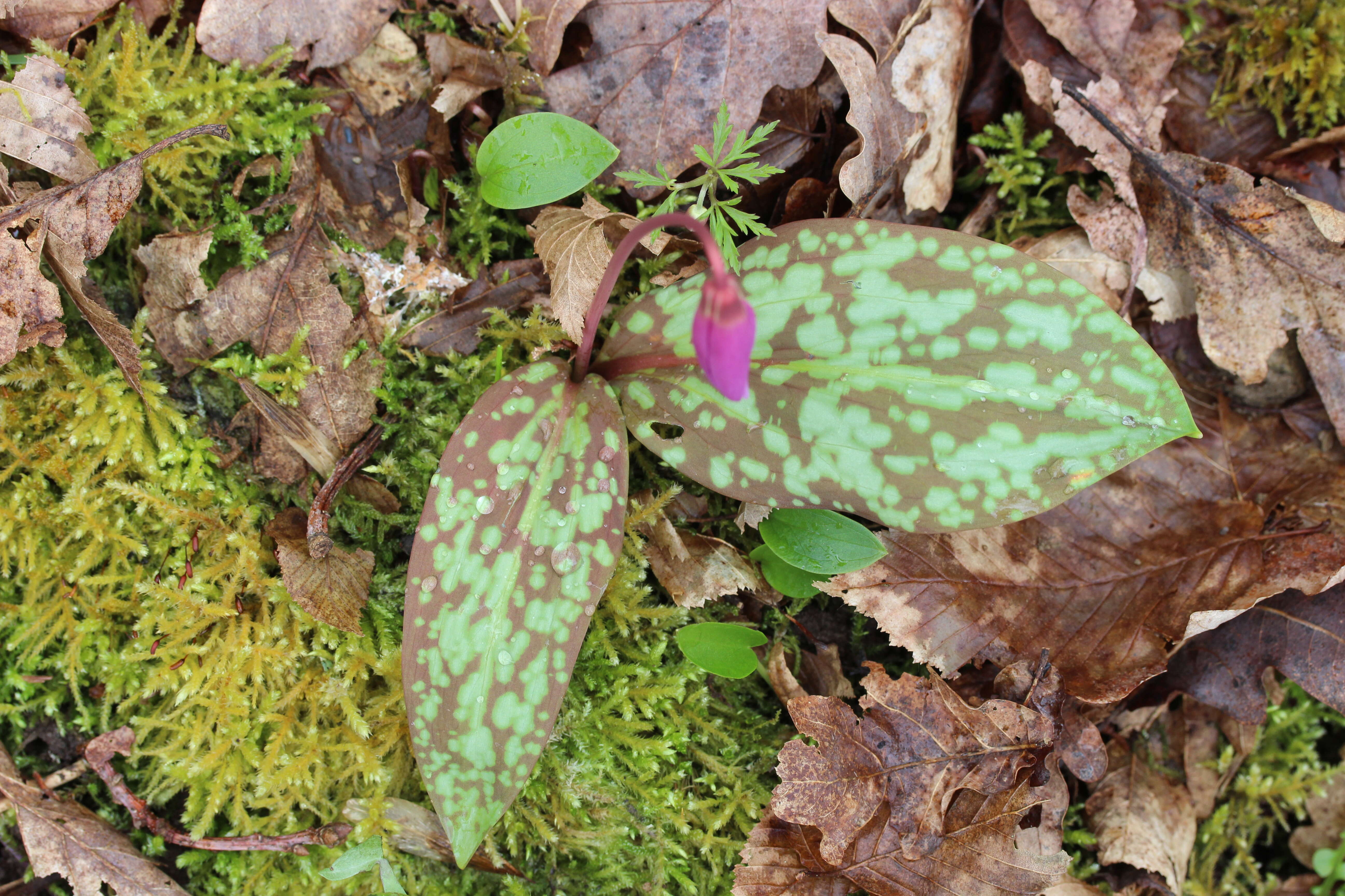 Image of Dog tooth lily