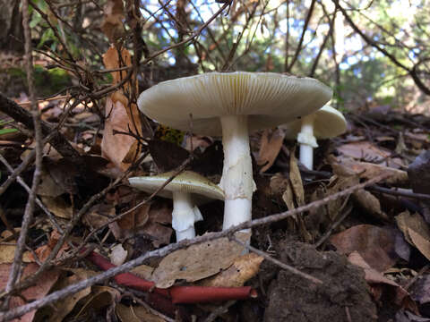 Image of Death cap