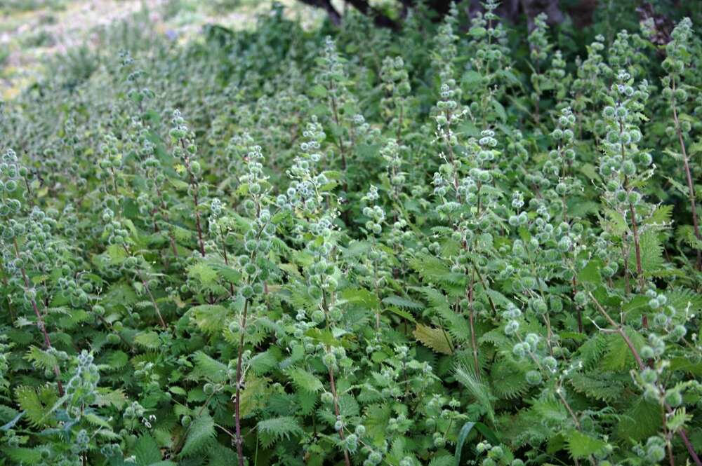 Image of Roman nettle