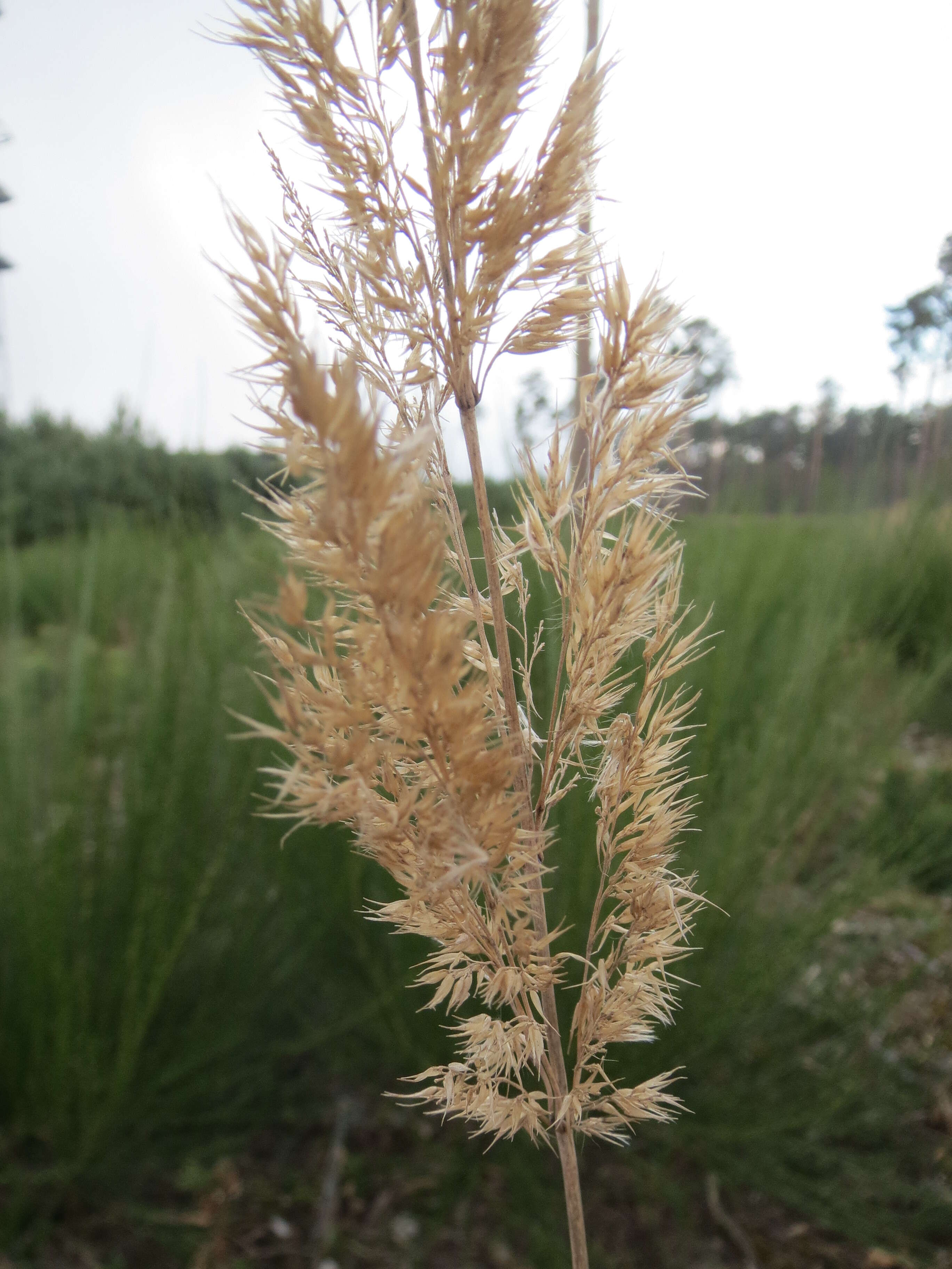 Imagem de Calamagrostis epigejos (L.) Roth