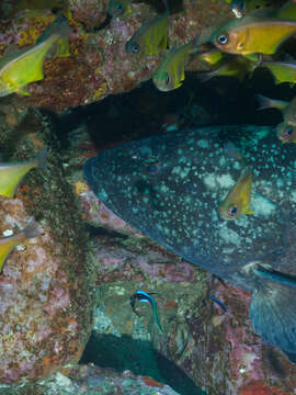 Image of Black cod