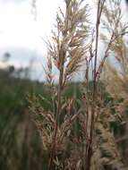 Imagem de Calamagrostis epigejos (L.) Roth