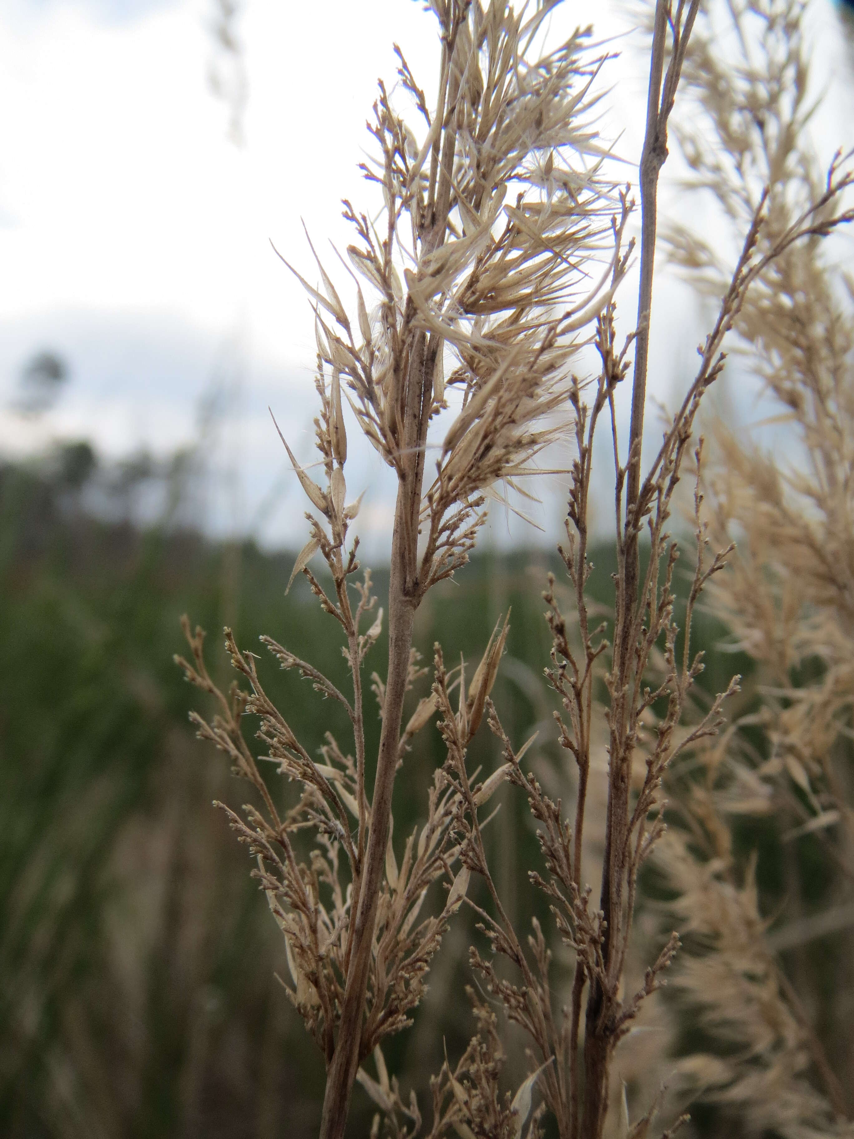 Imagem de Calamagrostis epigejos (L.) Roth