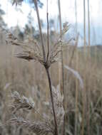 Imagem de Calamagrostis epigejos (L.) Roth