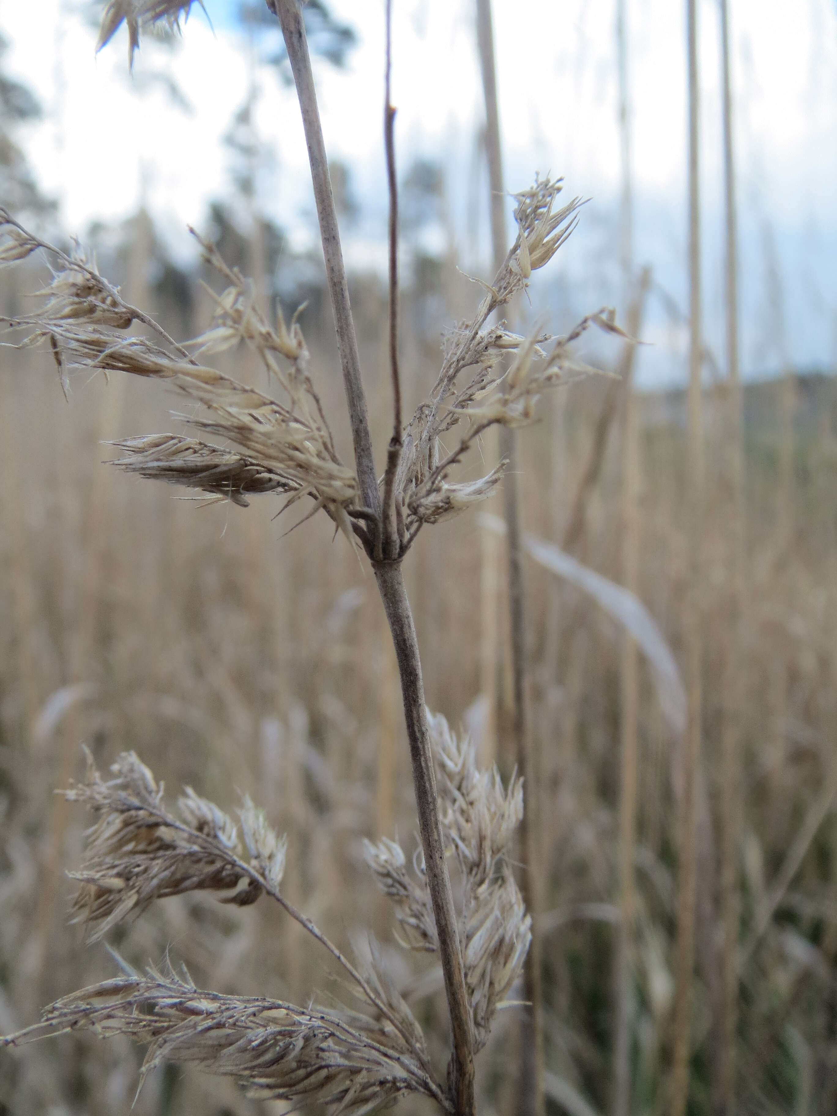 Imagem de Calamagrostis epigejos (L.) Roth