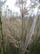 Imagem de Calamagrostis epigejos (L.) Roth