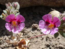 Image of Johnston's monkeyflower