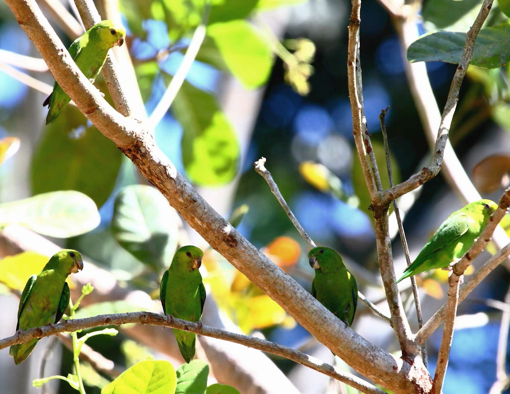 Image of Dusky-billed Parrotlet