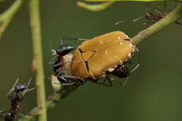 Image of Tephraea cinerea (Kraatz 1898)