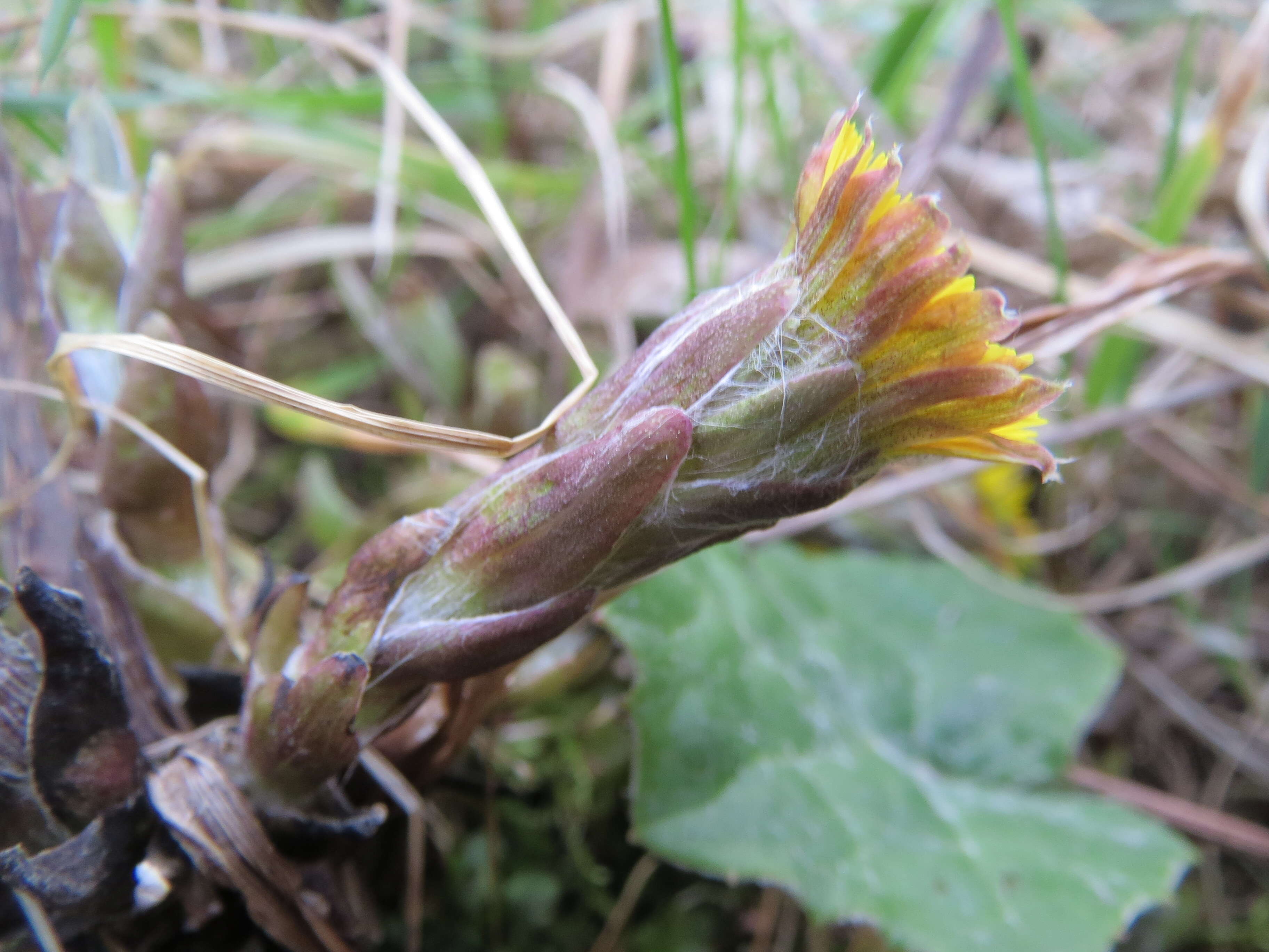 Image of coltsfoot