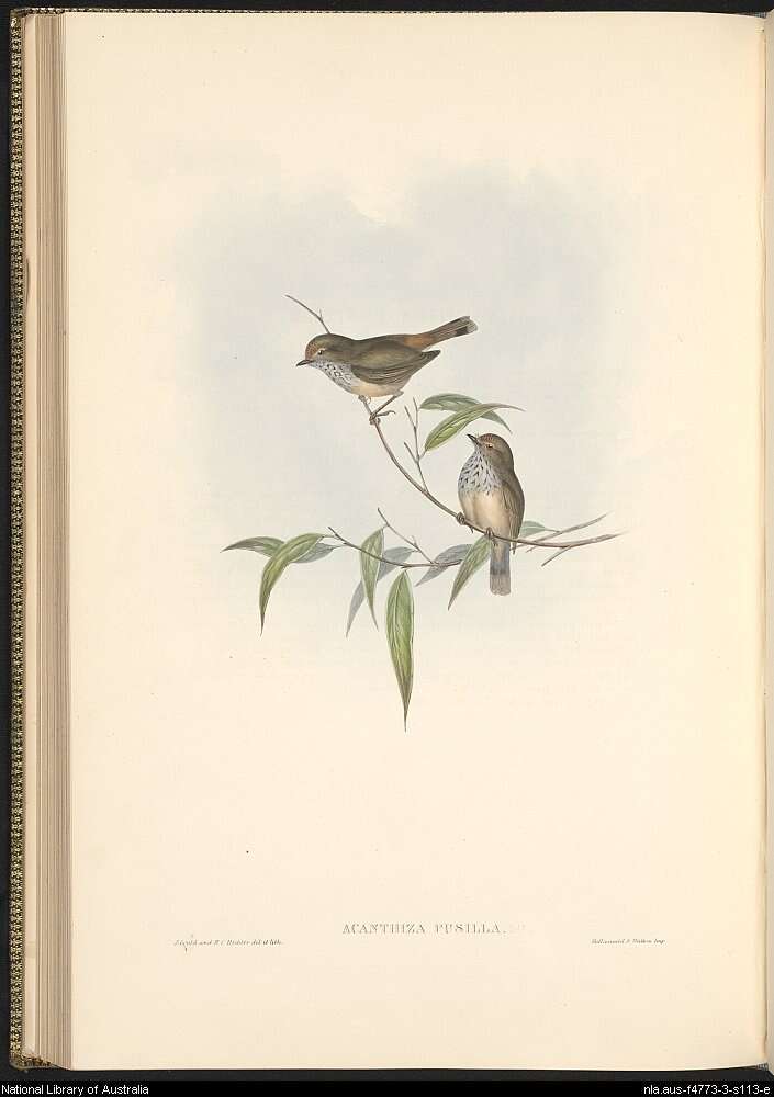 Image of Brown Thornbill