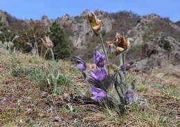 Image of Greater Pasque Flower