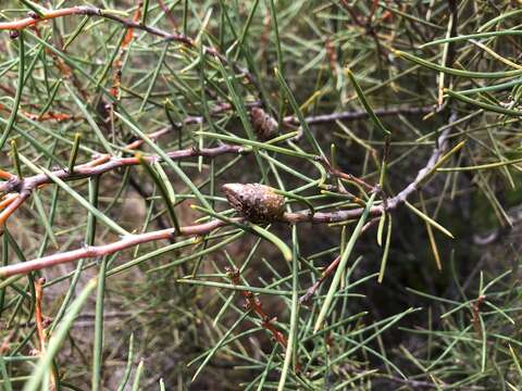 Image of Hakea mitchellii Meissn.