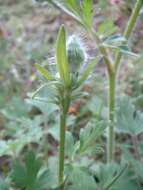 Imagem de Ranunculus acris L.