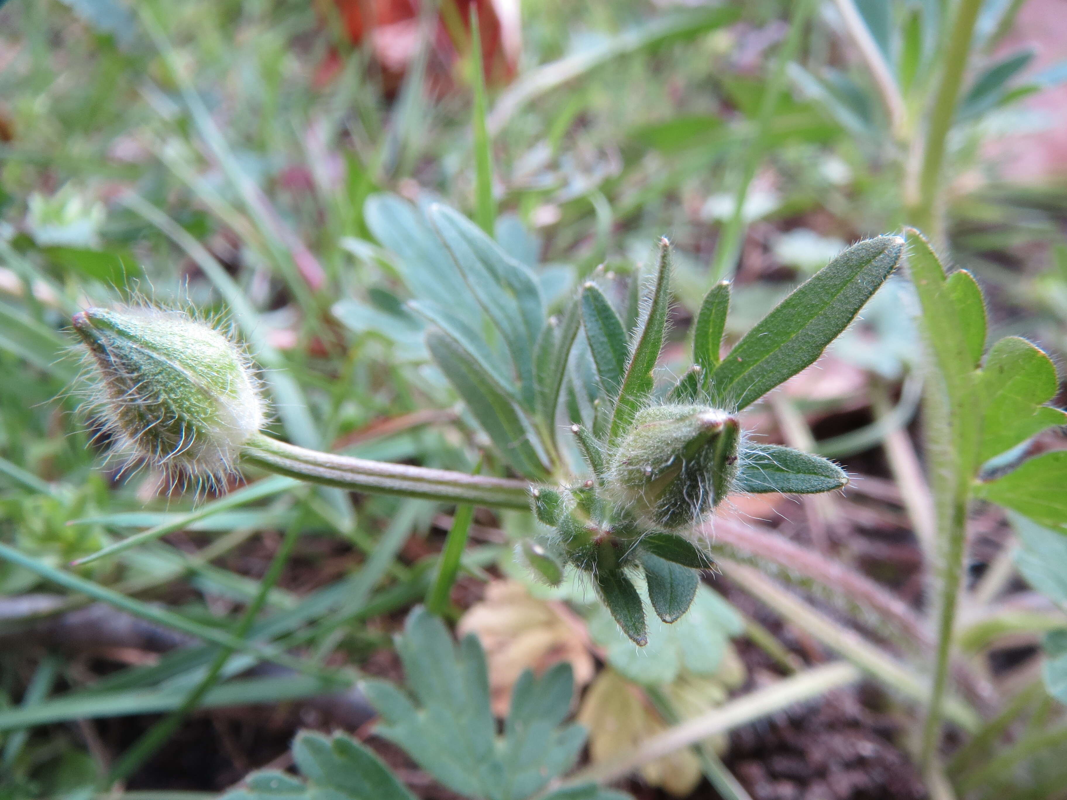 Image of common buttercup