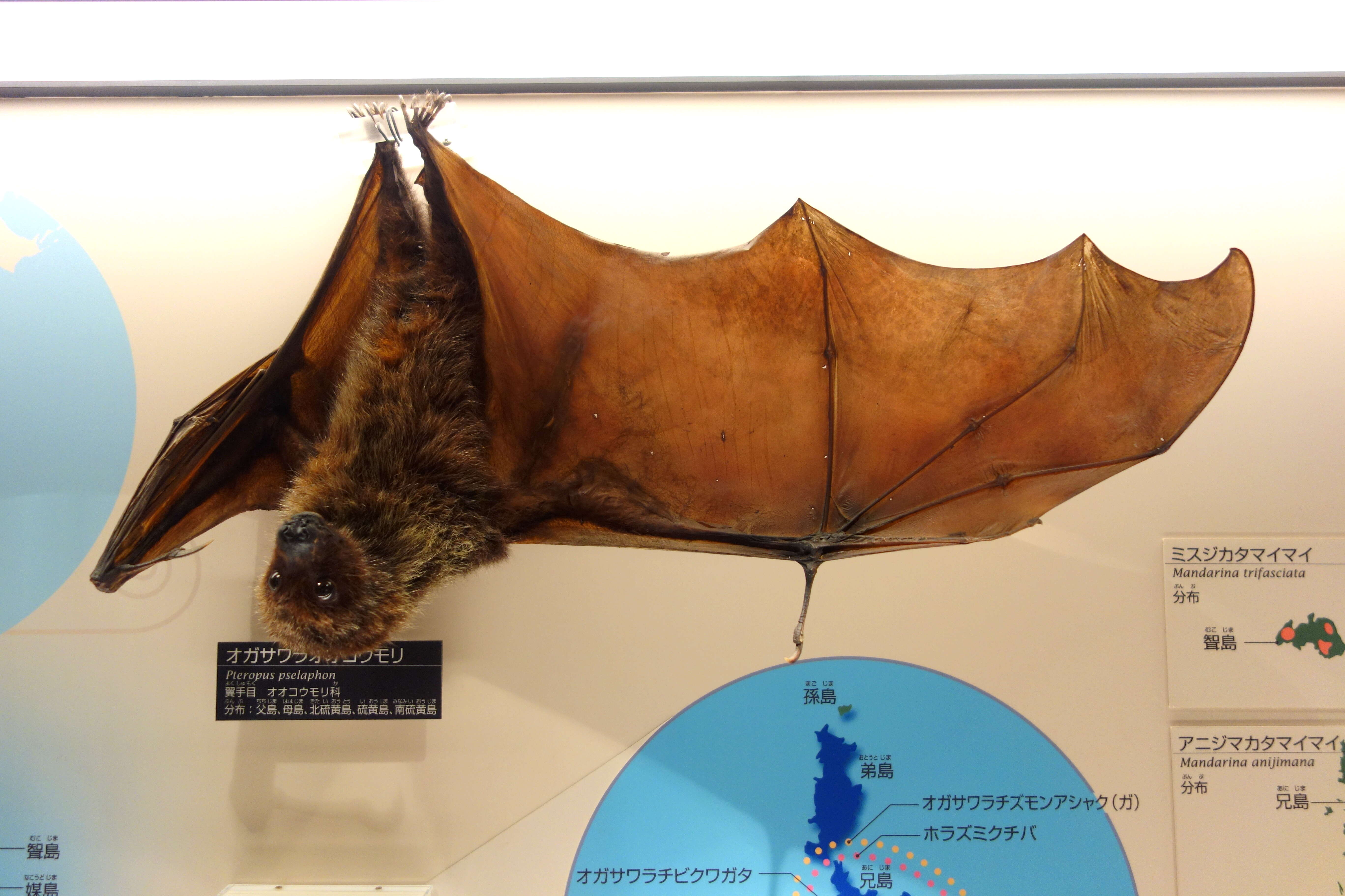 Image of Bonin Flying Fox