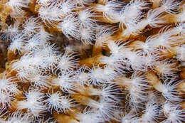 Image of lined sea anemone