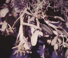 Image of Epidendrum difforme Jacq.