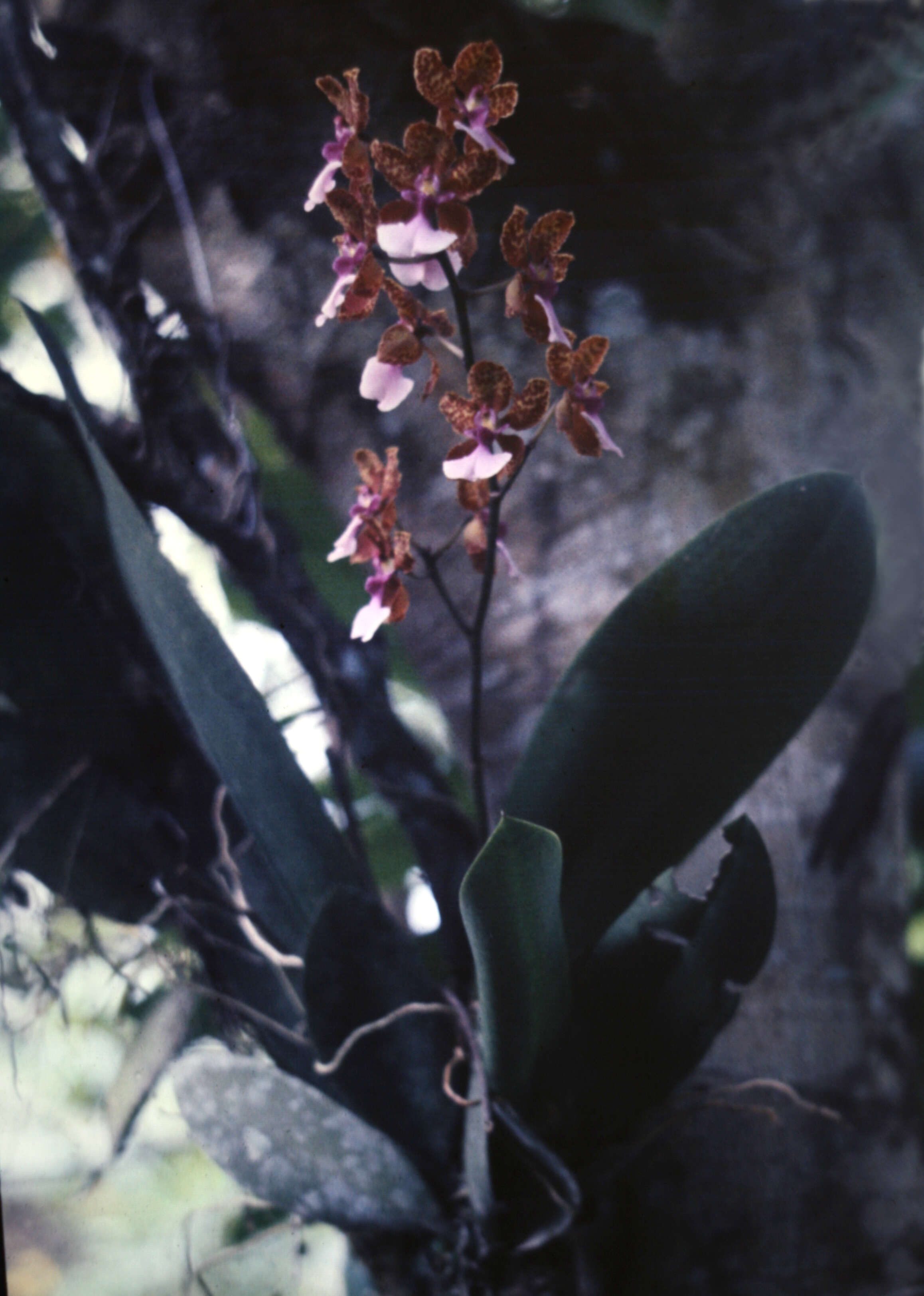 Image of mule-ear orchid