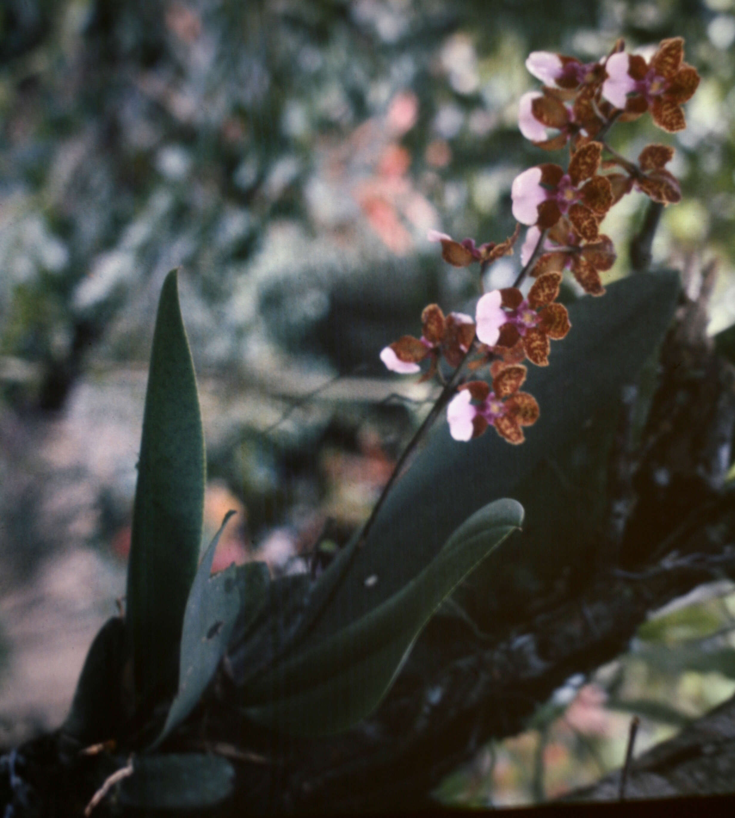 Image of mule-ear orchid