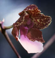 Image of mule-ear orchid