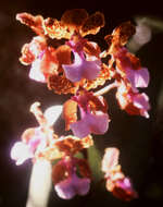 Image of dancinglady orchid