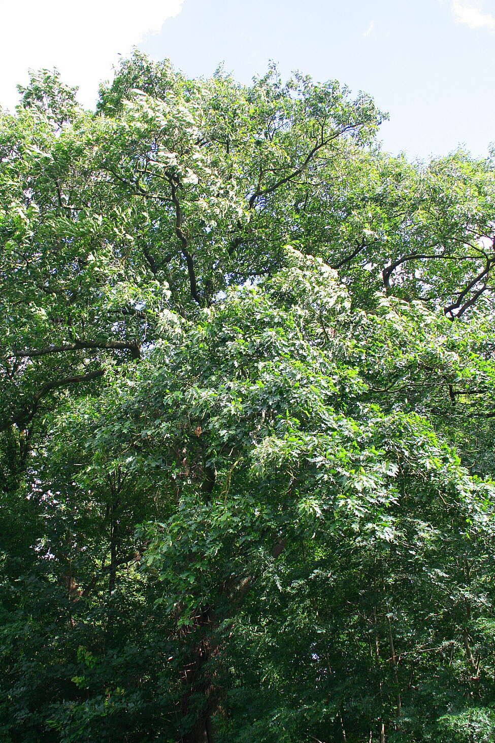 Слика од Quercus velutina Lam.