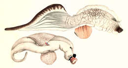 Image of glassy nautilus