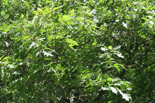 Image of Black Oak