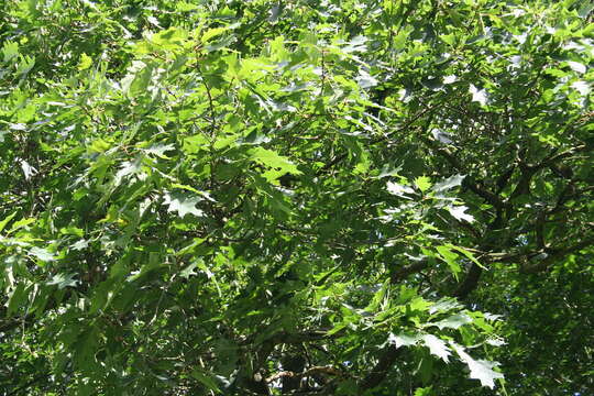 Image de Quercus velutina Lam.