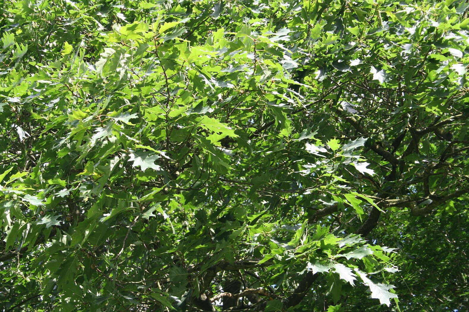Слика од Quercus velutina Lam.