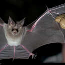 Image of California Leaf-nosed Bat