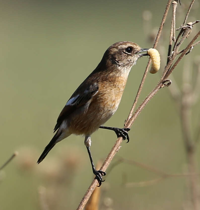 صورة Saxicola torquatus stonei Bowen 1931