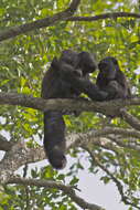 Image of Bearded Saki